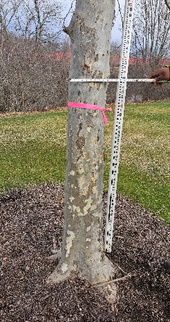 File:Measurment-tree.jpg